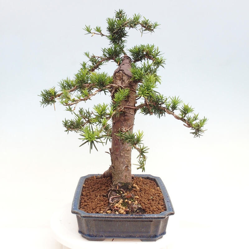 Bonsai na zewnątrz - Taxus cuspidata - cis japoński