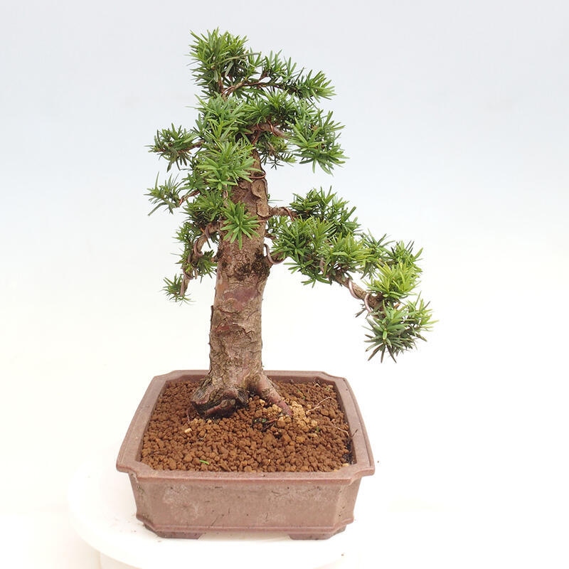 Bonsai na zewnątrz - Taxus cuspidata - cis japoński