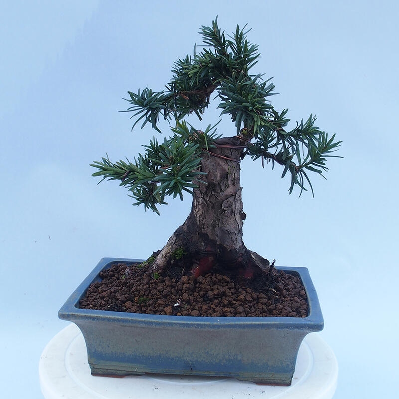 Bonsai na zewnątrz - Taxus cuspidata - cis japoński