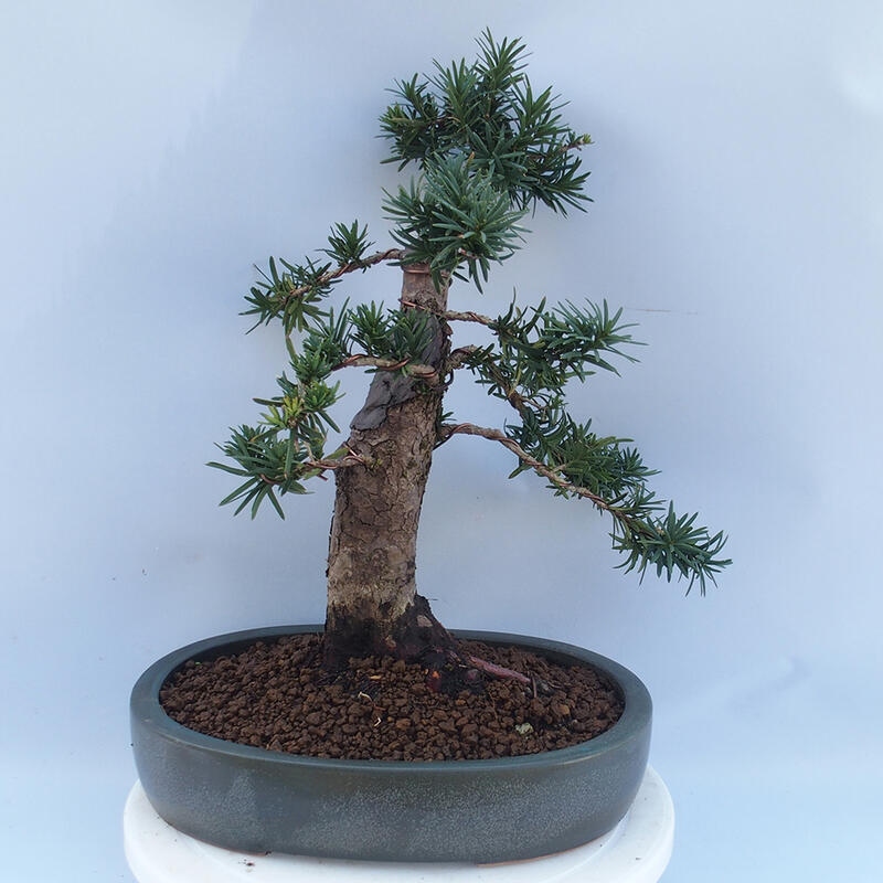 Bonsai na zewnątrz - Taxus cuspidata - cis japoński