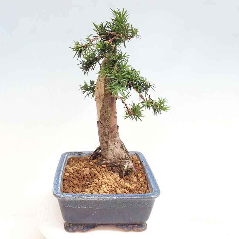 Bonsai na zewnątrz - Taxus cuspidata - cis japoński