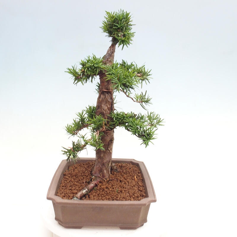 Bonsai na zewnątrz - Taxus cuspidata - cis japoński