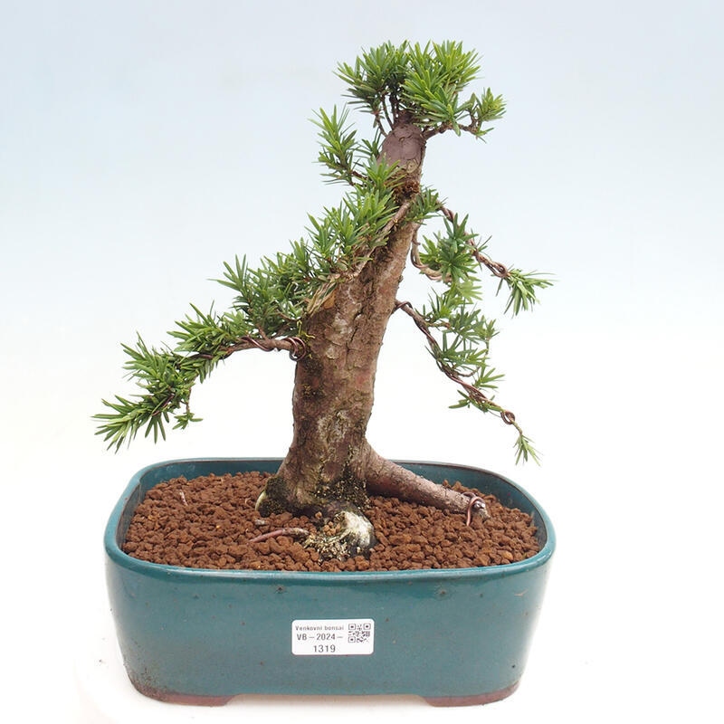 Bonsai na zewnątrz - Taxus cuspidata - cis japoński