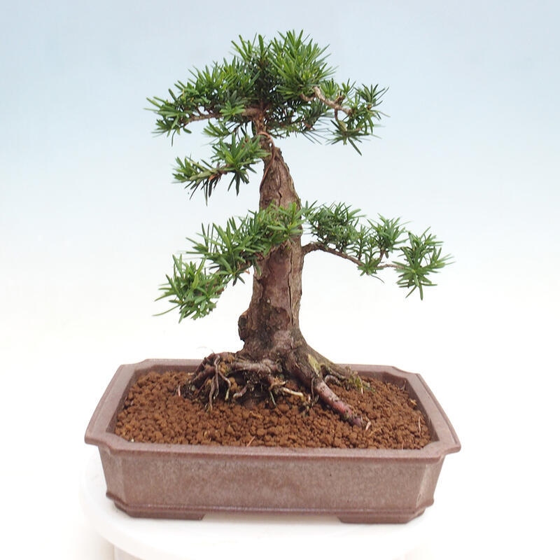 Bonsai na zewnątrz - Taxus cuspidata - cis japoński