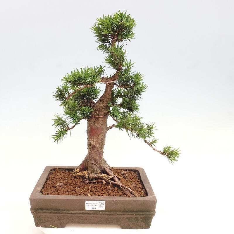 Bonsai na zewnątrz - Taxus cuspidata - cis japoński