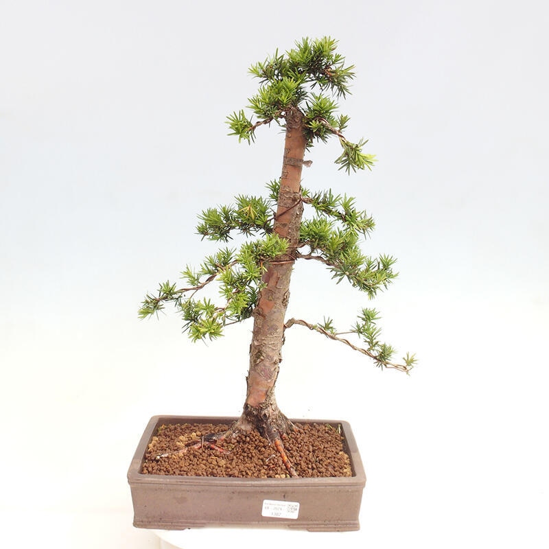 Bonsai na zewnątrz - Taxus cuspidata - cis japoński