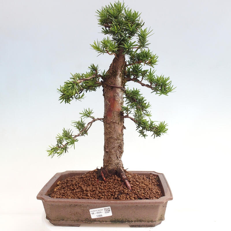 Bonsai na zewnątrz - Taxus cuspidata - cis japoński