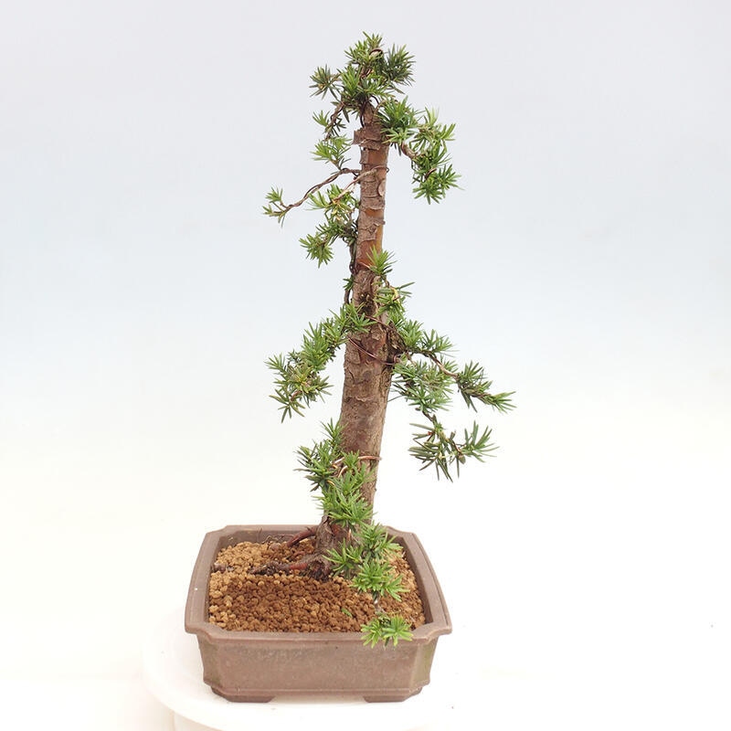 Bonsai na zewnątrz - Taxus cuspidata - cis japoński