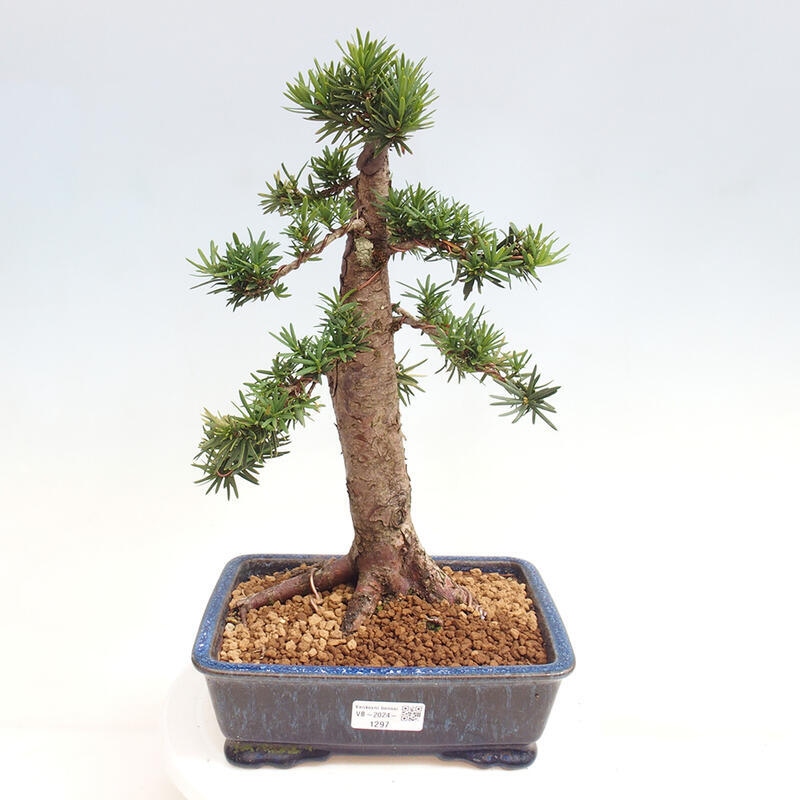 Bonsai na zewnątrz - Taxus cuspidata - cis japoński