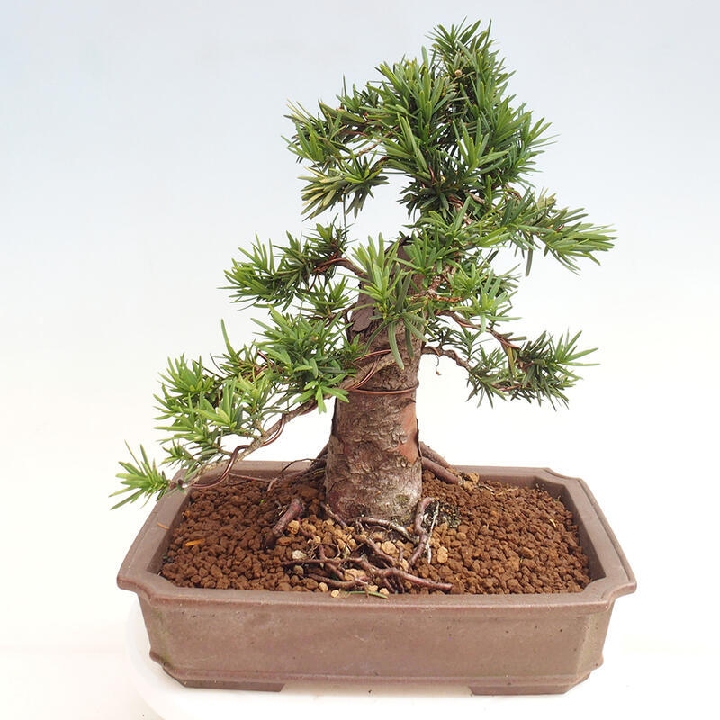 Bonsai na zewnątrz - Taxus cuspidata - cis japoński