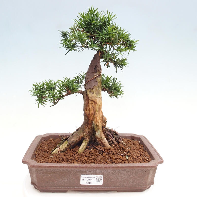 Bonsai na zewnątrz - Taxus cuspidata - cis japoński