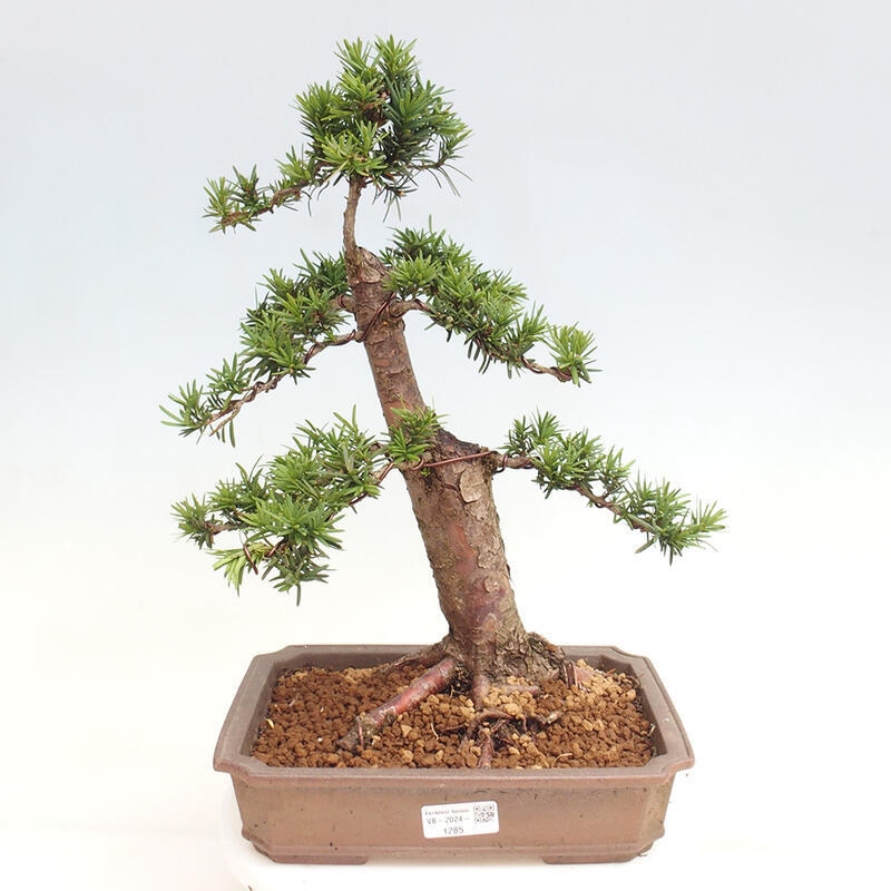 Bonsai na zewnątrz - Taxus cuspidata - cis japoński