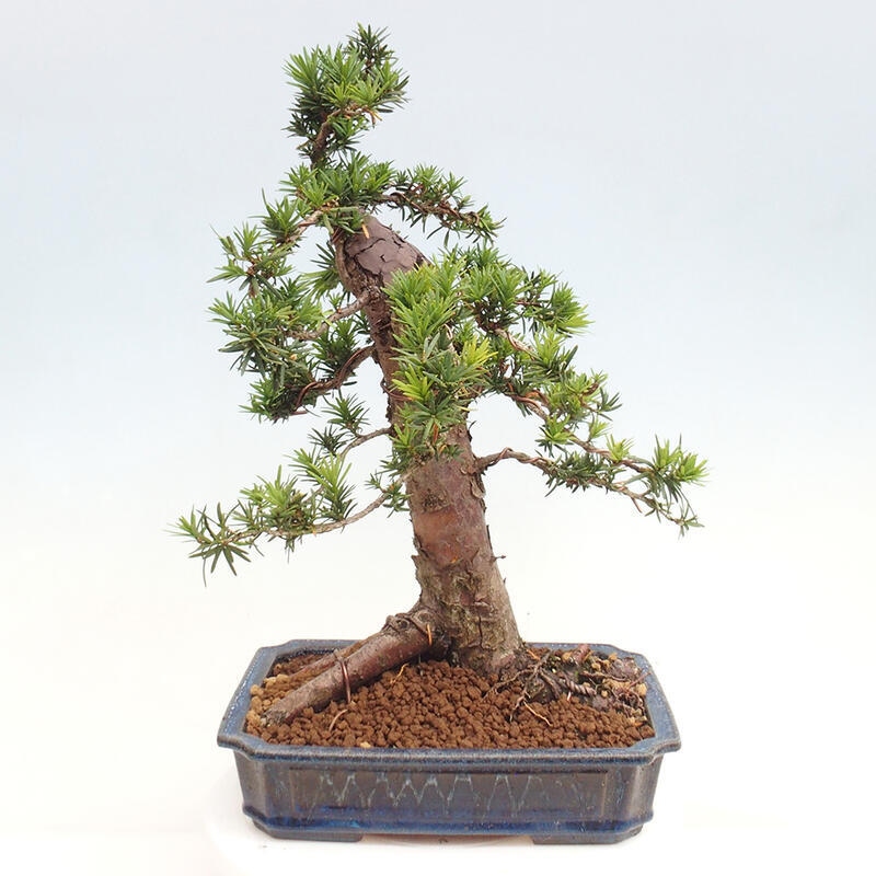 Bonsai na zewnątrz - Taxus cuspidata - cis japoński