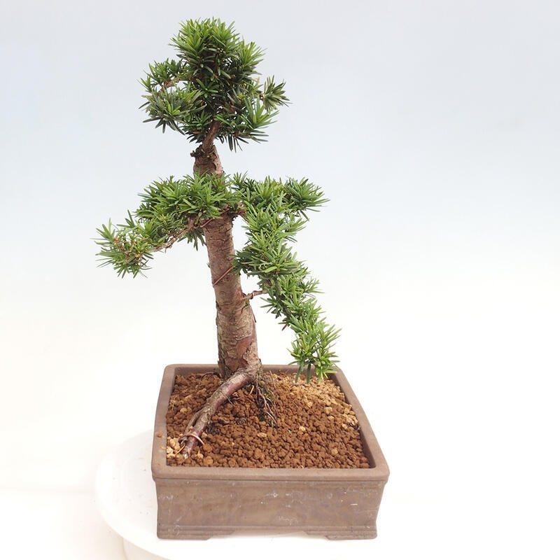 Bonsai na zewnątrz - Taxus cuspidata - cis japoński