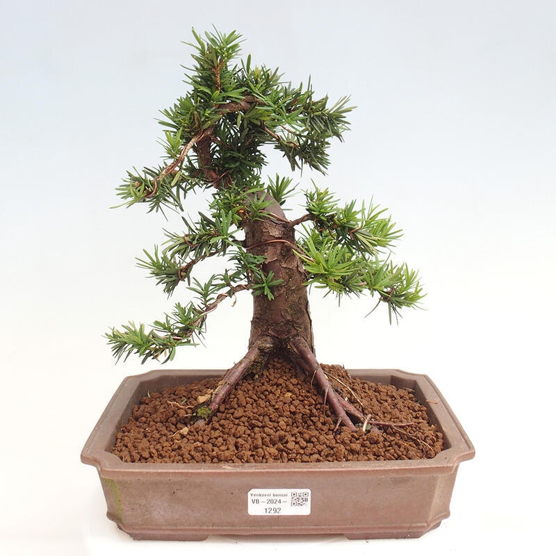 Bonsai na zewnątrz - Taxus cuspidata - cis japoński