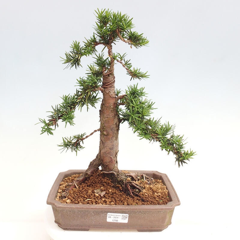 Bonsai na zewnątrz - Taxus cuspidata - cis japoński