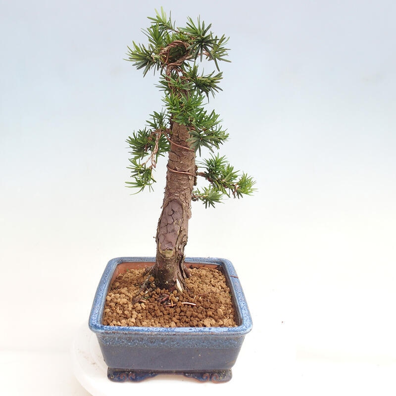 Bonsai na zewnątrz - Taxus cuspidata - cis japoński