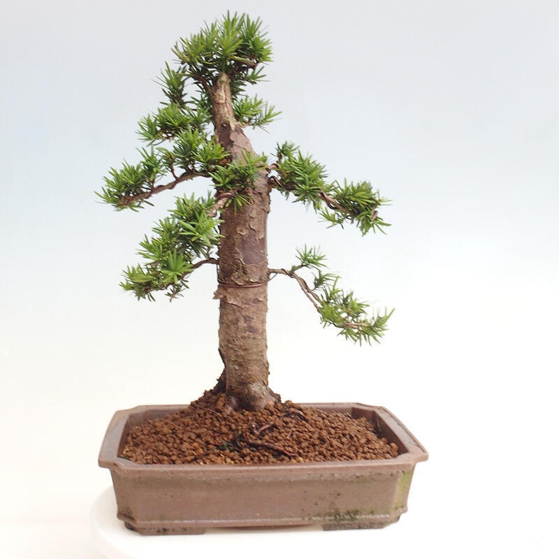 Bonsai na zewnątrz - Taxus cuspidata - cis japoński