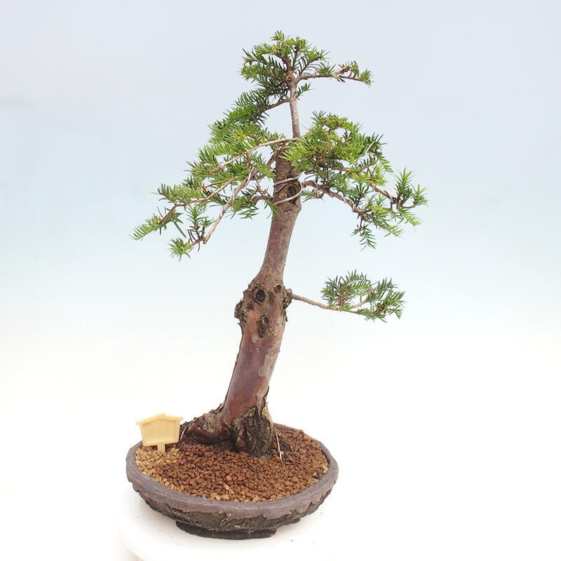 Bonsai na zewnątrz - Taxus cuspidata - cis japoński