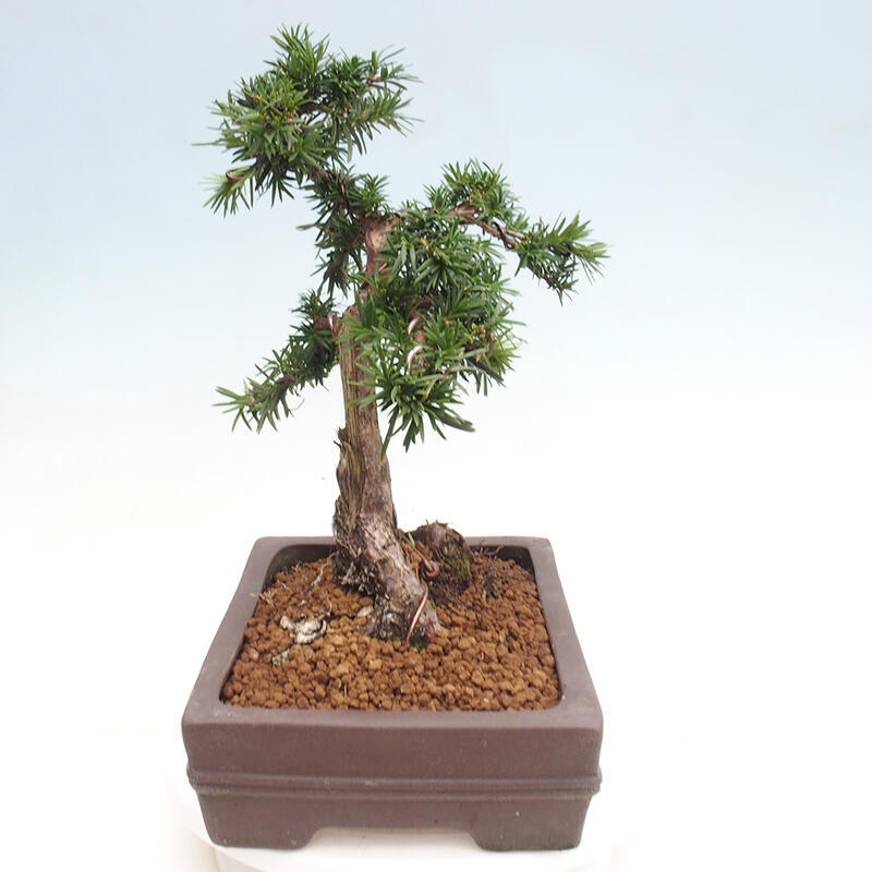 Bonsai na zewnątrz - Taxus cuspidata - cis japoński