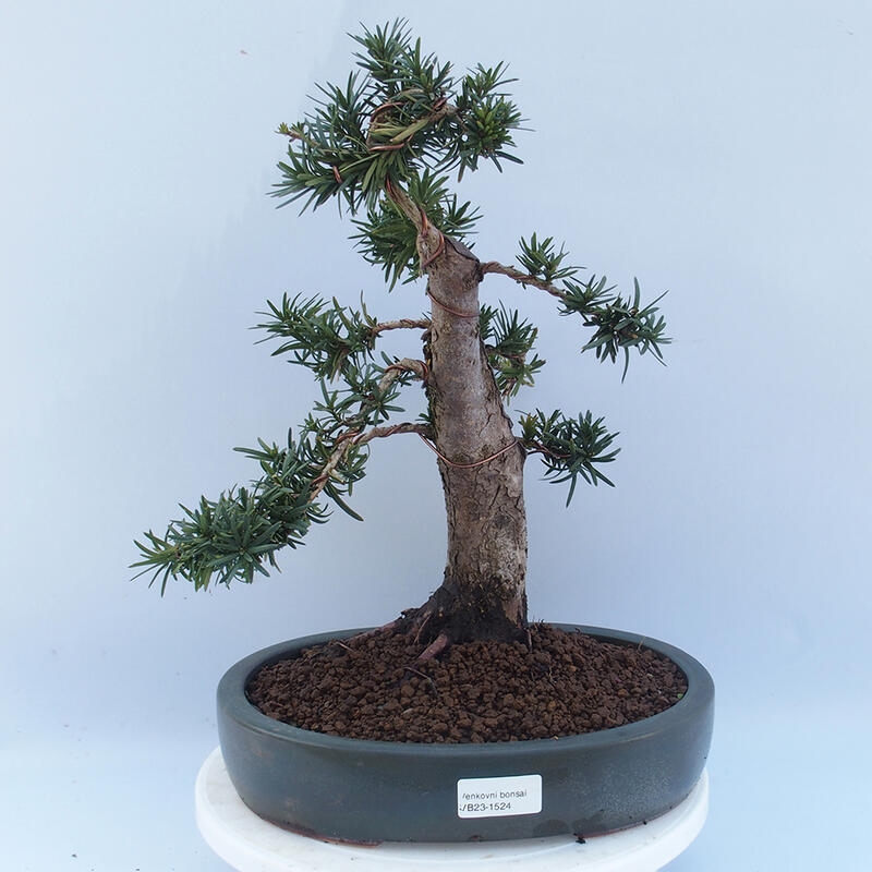 Bonsai na zewnątrz - Taxus cuspidata - cis japoński