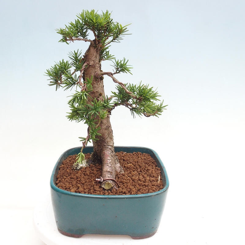 Bonsai na zewnątrz - Taxus cuspidata - cis japoński