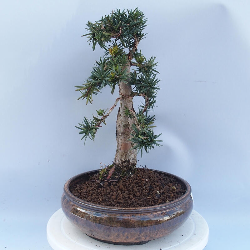 Bonsai na zewnątrz - Taxus cuspidata - cis japoński