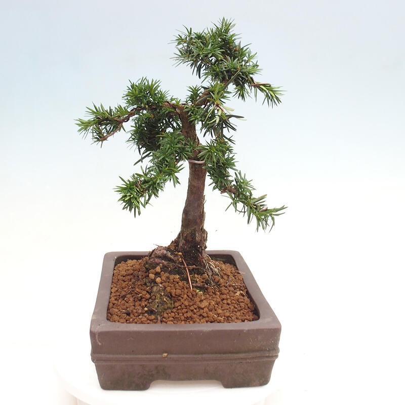 Bonsai na zewnątrz - Taxus cuspidata - cis japoński