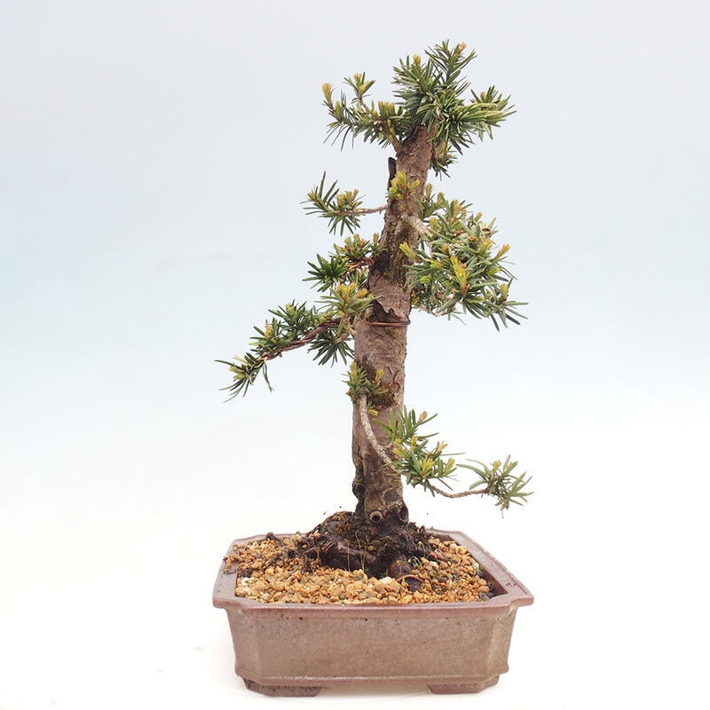 Bonsai na zewnątrz - Taxus cuspidata - cis japoński