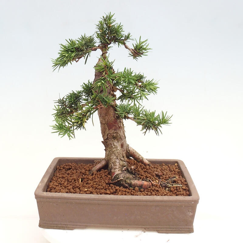 Bonsai na zewnątrz - Taxus cuspidata - cis japoński