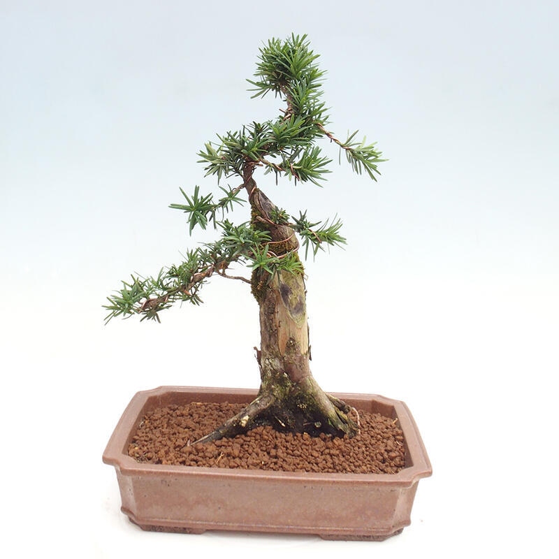 Bonsai na zewnątrz - Taxus cuspidata - cis japoński