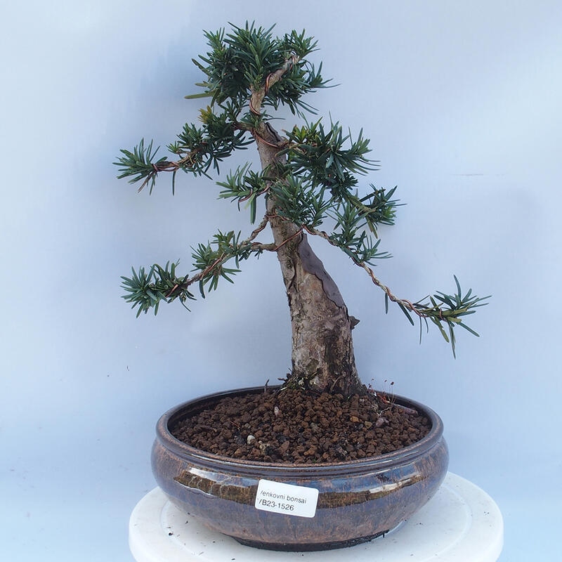 Bonsai na zewnątrz - Taxus cuspidata - cis japoński