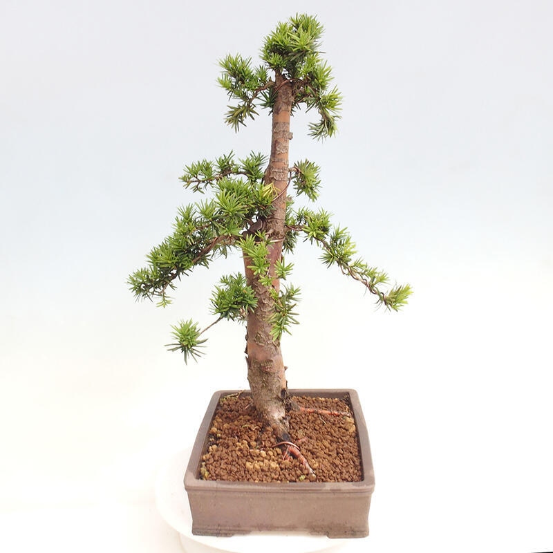 Bonsai na zewnątrz - Taxus cuspidata - cis japoński