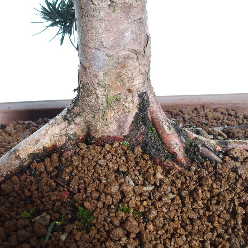 Bonsai na zewnątrz - Taxus cuspidata - cis japoński