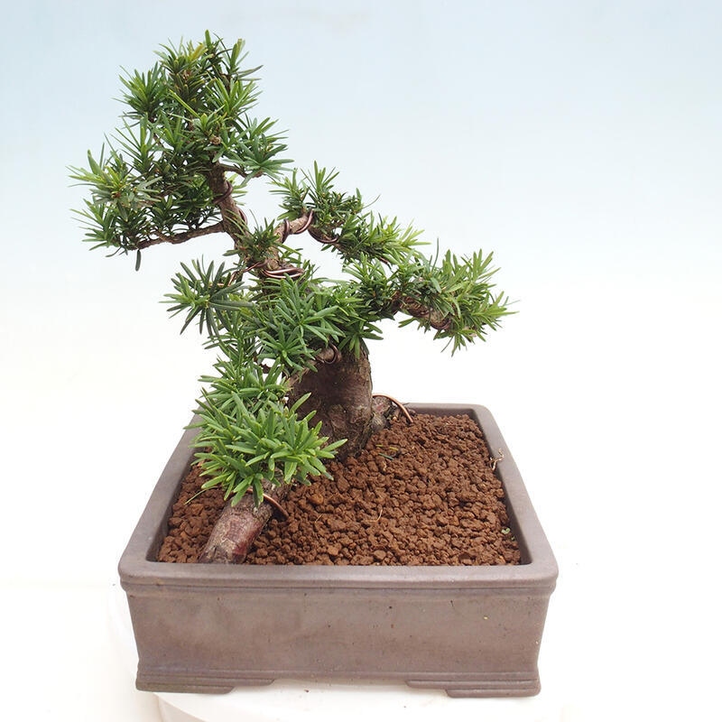 Bonsai na zewnątrz - Taxus cuspidata - cis japoński