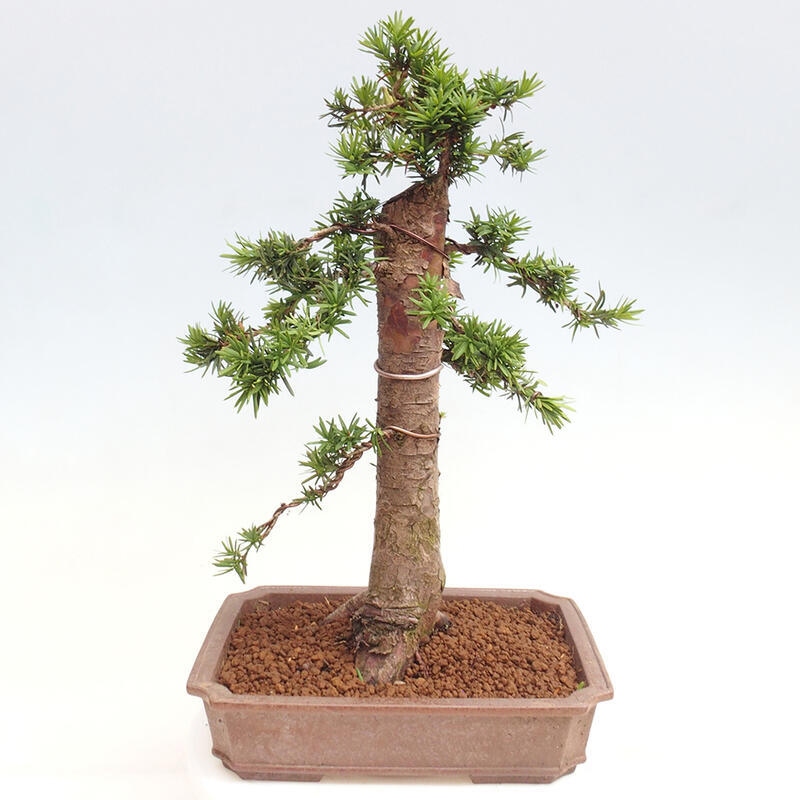 Bonsai na zewnątrz - Taxus cuspidata - cis japoński