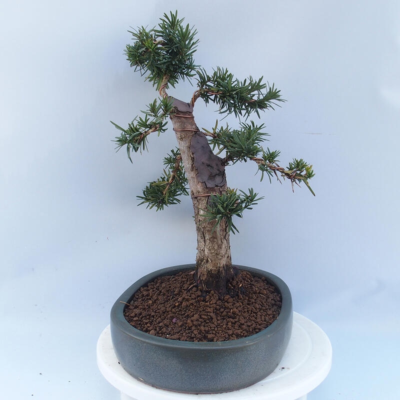 Bonsai na zewnątrz - Taxus cuspidata - cis japoński