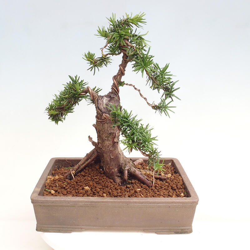 Bonsai na zewnątrz - Taxus cuspidata - cis japoński