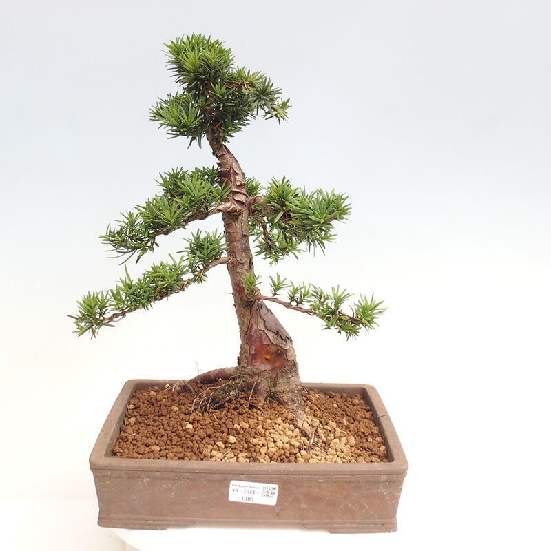 Bonsai na zewnątrz - Taxus cuspidata - cis japoński