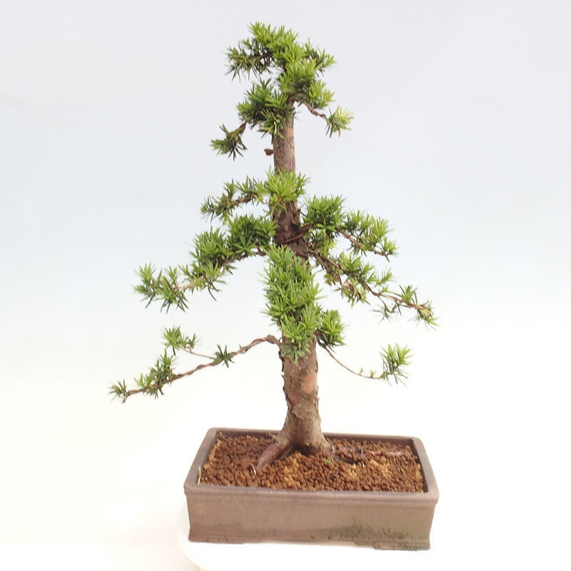 Bonsai na zewnątrz - Taxus cuspidata - cis japoński