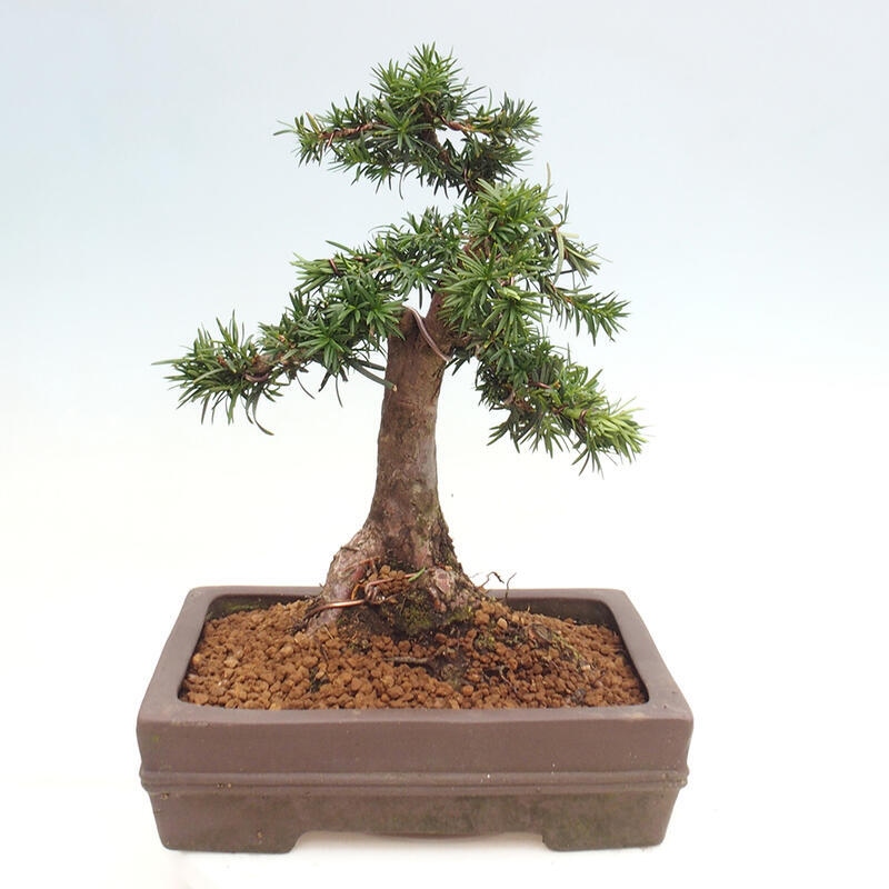 Bonsai na zewnątrz - Taxus cuspidata - cis japoński