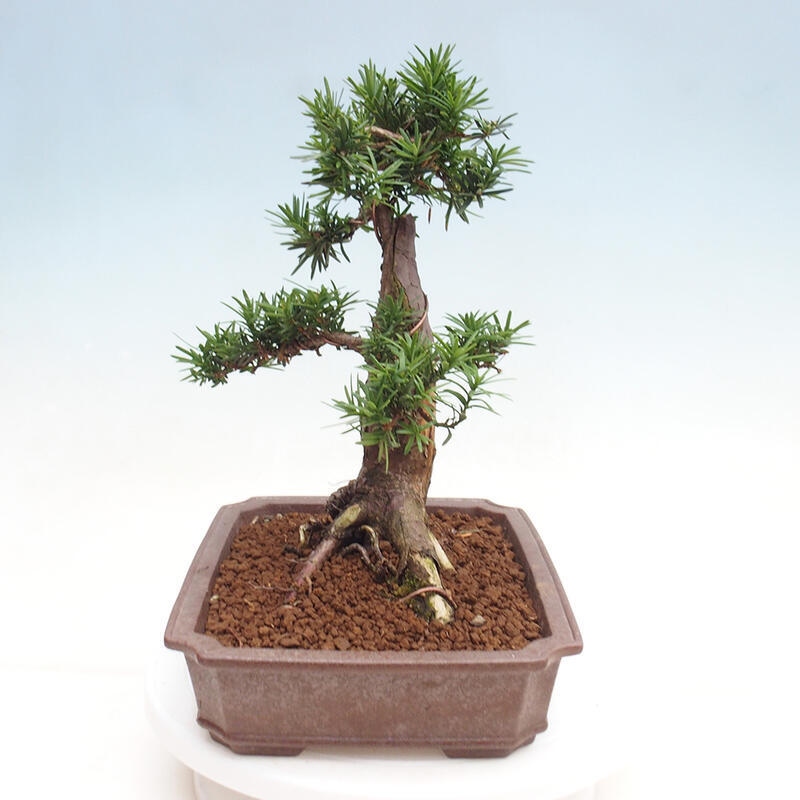 Bonsai na zewnątrz - Taxus cuspidata - cis japoński