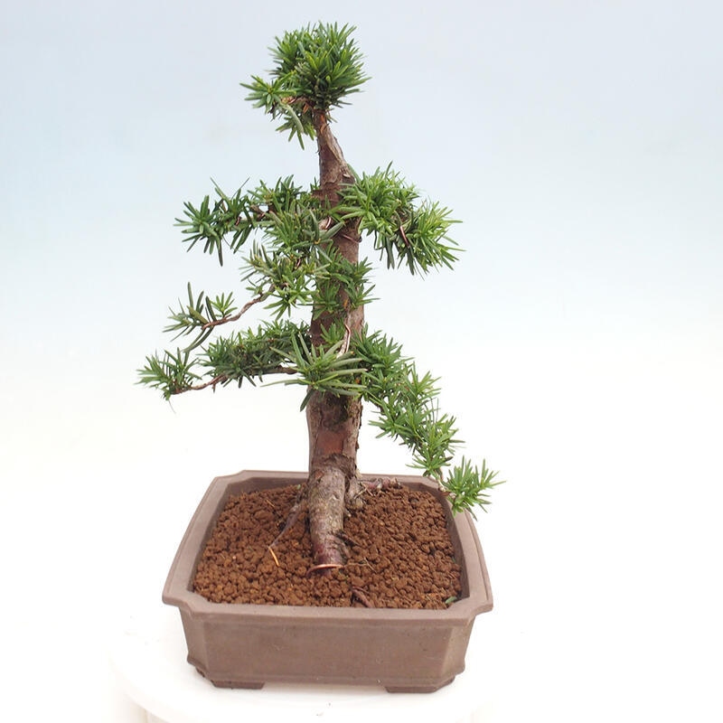 Bonsai na zewnątrz - Taxus cuspidata - cis japoński