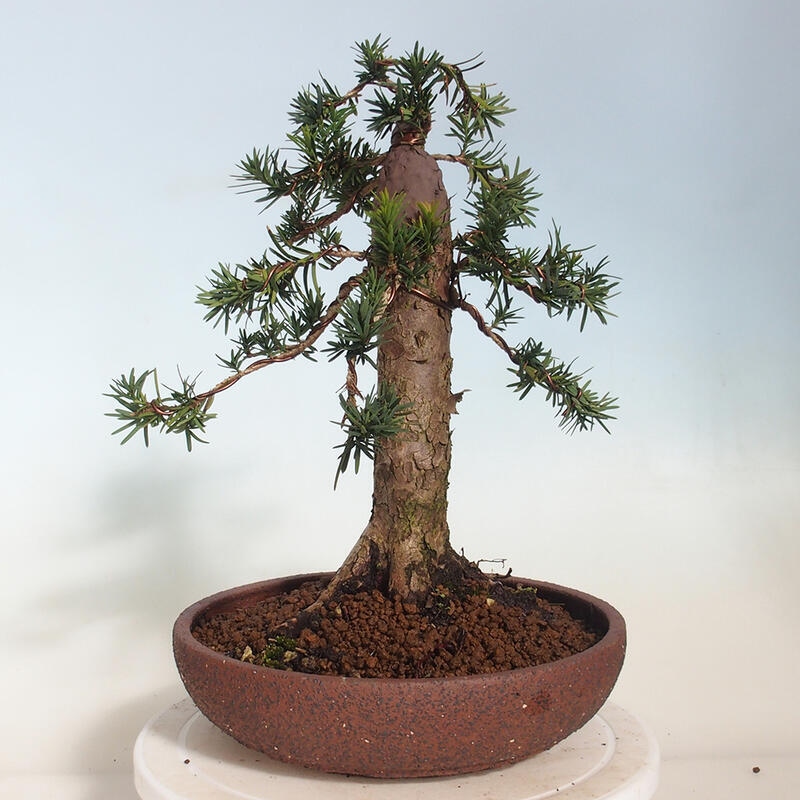 Bonsai na zewnątrz - Taxus cuspidata - cis japoński