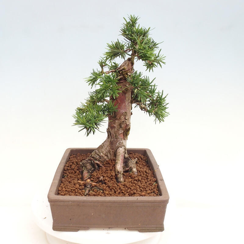 Bonsai na zewnątrz - Taxus cuspidata - cis japoński