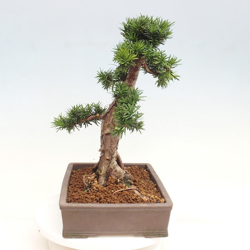 Bonsai na zewnątrz - Taxus cuspidata - cis japoński