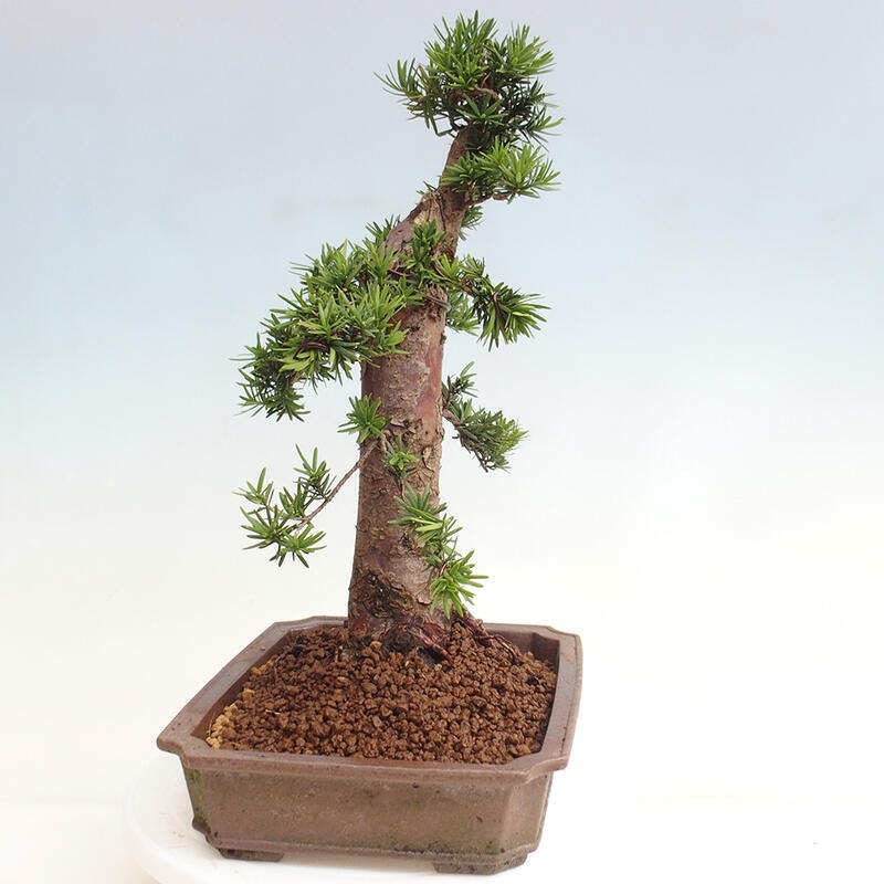 Bonsai na zewnątrz - Taxus cuspidata - cis japoński