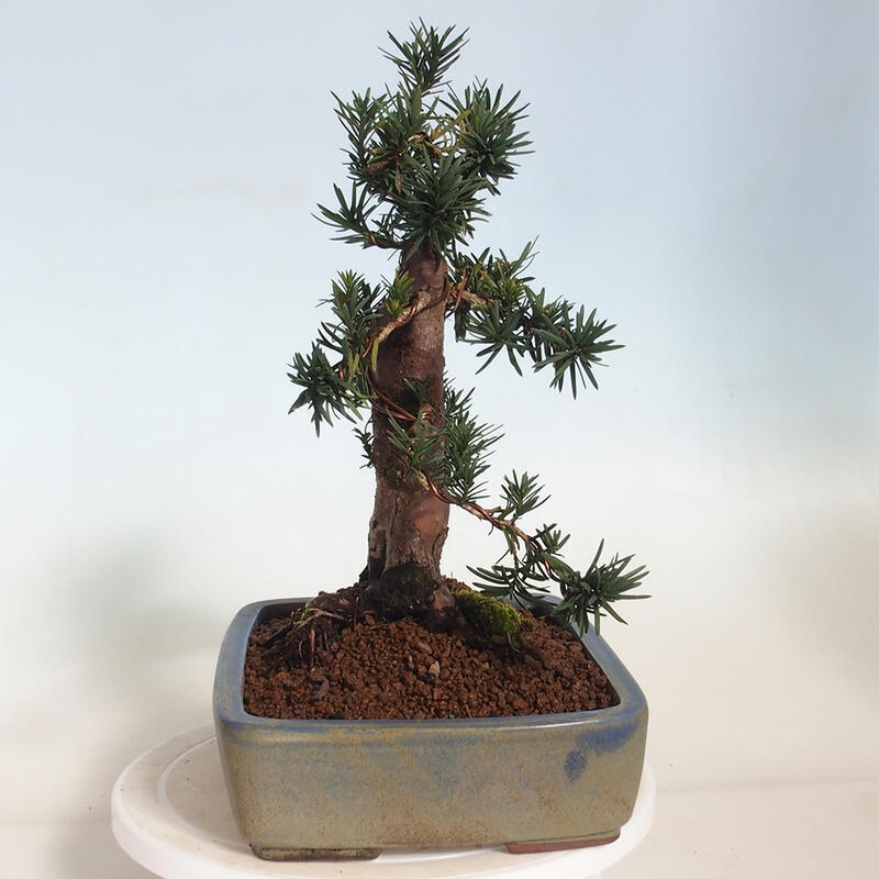 Bonsai na zewnątrz - Taxus cuspidata - cis japoński