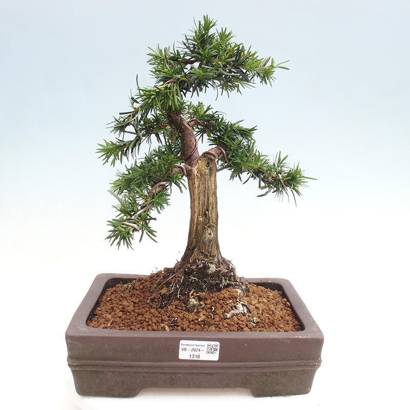 Bonsai na zewnątrz - Taxus cuspidata - cis japoński