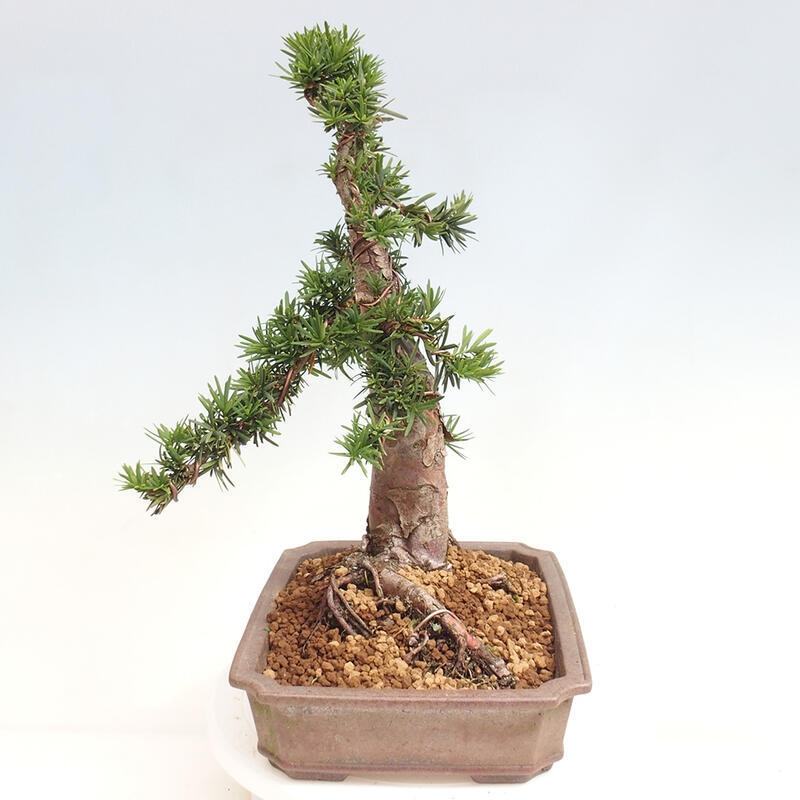 Bonsai na zewnątrz - Taxus cuspidata - cis japoński